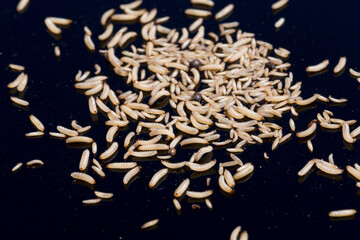 Many white maggots crawling on black reflective surface