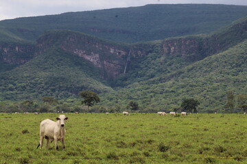 Fototapeta premium entorno do parque estadual da serra de ricardo franco em vila bela da santíssima trindade, mato grosso 