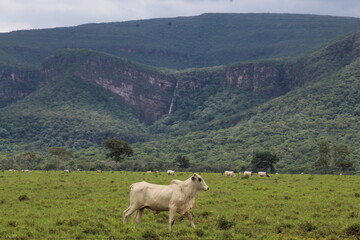 entorno do parque estadual da serra de ricardo franco em vila bela da sant&iacute;ssima trindade, mato grosso 