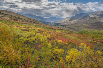 Fall vegetation at the North Fork Pass in Tombstone Territorial Park, Yukon, Canada
