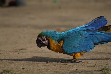 arara azul e amarela caminhando no chão 