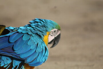 arara azul e amarela caminhando no chão 