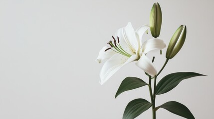A minimalistic composition of a lily flower against a plain white background, focusing on its elegance.