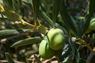 Detail of olive tree branch