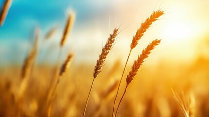 Fototapeta premium Close-Up of Golden Wheat Heads in Sunlit Field at Sunset