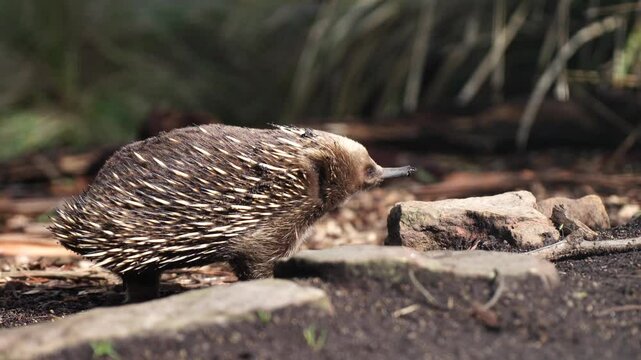 Beautiful echidna in the Australian bush, in the tasmanian outback. Australian wildlife in a national park in Australia in spring