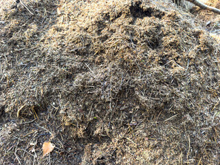 Forest anthill in the forest