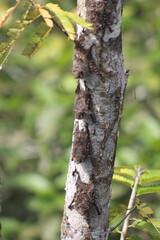 morcegos camuflados em árvore na amazônia