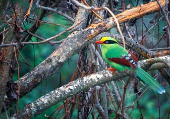 Common Green Magpie perched on a branch