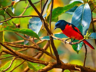 Scarlet Minivet male bird on a tree