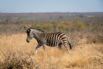 Zebras are African equines with distinctive black-and-white striped coats found in kruger park in...
