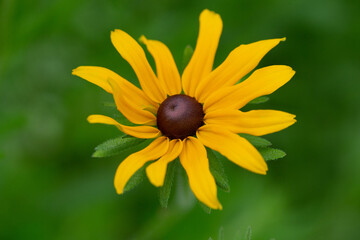 Black-eyed Susan close-up, bright yellow flower flower, green background in Minnesota.
