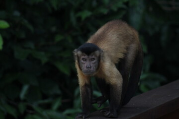 macaco prego na amazônia 