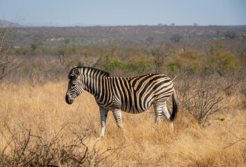 Obraz premium Zebras are African equines with distinctive black-and-white striped coats found in kruger park in South Africa.