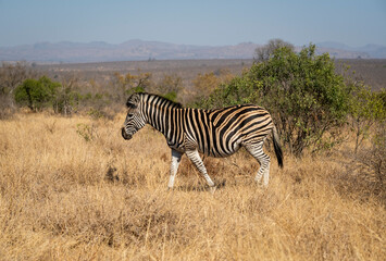 Zebras are African equines with distinctive black-and-white striped coats found in kruger park in...