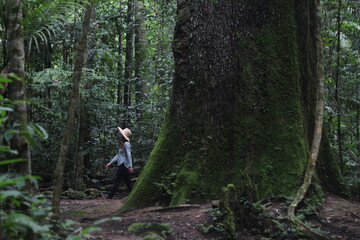 mulher ao lado de castanheira centenária na floresta amazônica