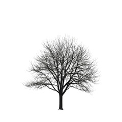 Obraz premium A silhouette of a bare tree against a white background.