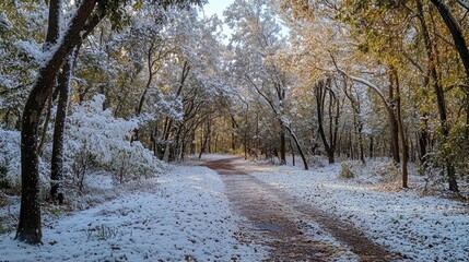 The first snowfall of the season dusting the trees and paths in Ackmon National Park, creating a winter wonderland.