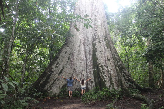 casal ao lado de suma&uacute;ma gigantesca e centen&aacute;ria na floresta amaz&ocirc;nica em alta floresta, mato grosso 
