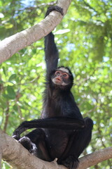 macaco aranha em arvore na amazônia braisleira