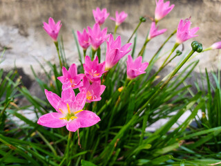 Fototapeta premium Pink rain lilies (Zephyranthes rosea) blooming after a shower, symbolizing love and strong relationships, their delicate petals open wide in celebration of resilience and connection