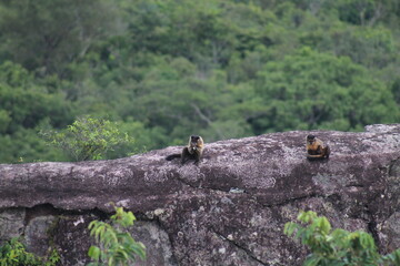 mcacacos brincando em pedra 