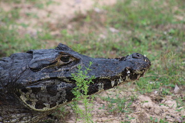 jacaré no pantanal de mato grosso 