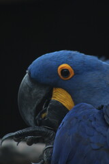 arara no pantanal brasileiro 