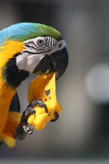 arara no pantanal brasileiro 