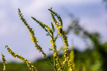 Naklejka premium In the wild bloom Melilotus officinalis - honey, essential oil and medicinal plant
