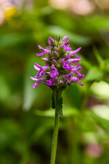 Betonica officinalis Stachys officinalis, commonly known as common hedgenettle, betony, wood betony, bishopwort, or bishop's wort, is a species of flowering plant in the family Lamiaceae