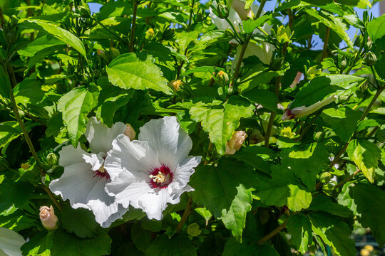 Two tender flowers of hibiscus syriacus Manuela in a sunny summer day