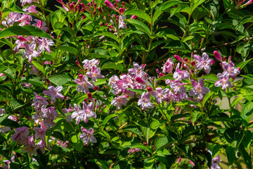 Weigela Bristol Ruby red flowers - Latin name - Weigela florida Bristol Ruby