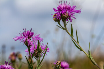 Blooming meadow knapweed, Centaurea jacea, on the meadow