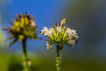 Dipsacus pilosus, Small Teasel. Wild plant shot in summer