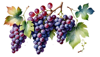 Obraz premium handmade multi watercolors grapes design creativity plant element grapes grapes branch colored red watercolor illustration grape ripe fruit tree branch vine fresh watercolor illustration picturesque