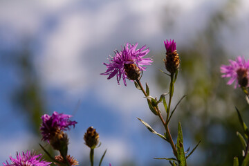 Blooming meadow knapweed, Centaurea jacea, on the meadow