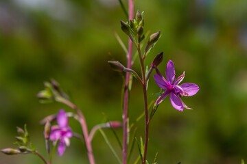 Willowherb epilobium angustifolium. Blooming sally epilobium angustifolium