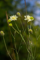 Cream scabious pincushion, Scabiosa ochroleuca, in flower