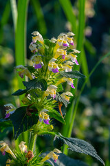 Summer among the wild herbs blossoms of nettle Galeopsis speciosa