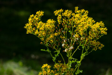 Obraz premium yellow flowers of the forest