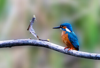 A Common Kingfisher (alcedo atthis) in the Reed, in Heilbronn, Germany