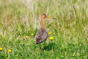 A black-tailed Godwit in the grass, Peninsula Nordstrand, Germany, Europe.