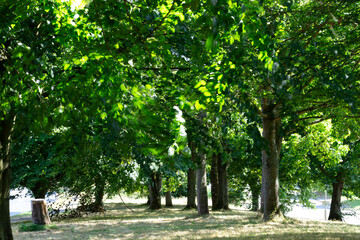 trees in the park