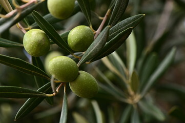A close-up photo of ripe green olives hanging from a branch of an olive tree