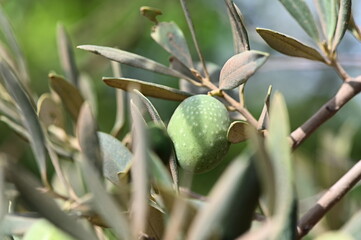 Close-Up of Olives growing on tree