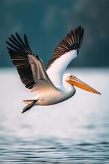 pelican in flight