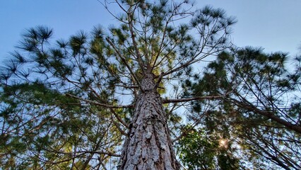 View from down to the top of two needles pine tree and blue sky