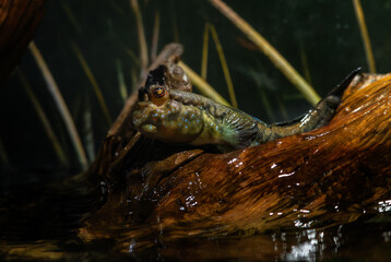 Atlantic Mudskipper - Periophthalmus barbarus, unique beautiful mudskipper native to fresh, marine, and brackish waters of the tropical Atlantic coasts of Africa.