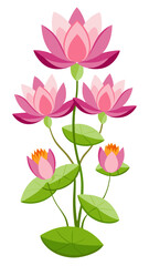 pink lotus flower